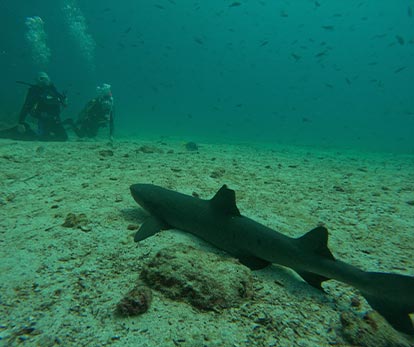 Scuba Diving in Galapagos Islands